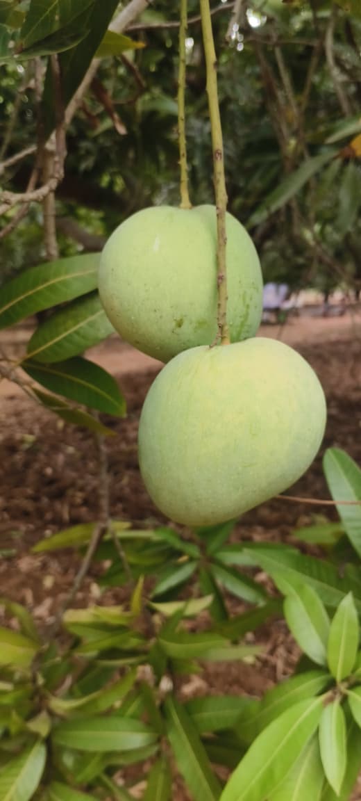 Banginapalli
